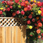 Seeds Rare Joseph'S Coat Climbing Rose Plant Perinnial Multicolor Rose 1 Healthy Live Plant