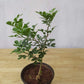 Seeds Thai Wood Apple Live Plant- Popular Among Indian/Bengali Street Food