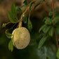 Seeds Thai Wood Apple Live Plant- Popular Among Indian/Bengali Street Food