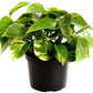 Seeds Good Luck Mony Plants