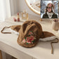 Premium Winter Ear Flap Cap For Women (1 Pc)