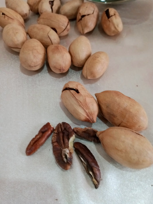 Premium Pecan Nuts